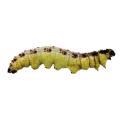 Lepidoptera / Pieridae