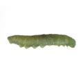 Lepidoptera / Pieridae