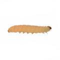 Lepidoptera / Pyralidae