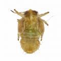 Homoptera / Psyllidae