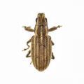 Coleoptera / Curculionidae