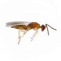 Hymenoptera / Eulophidae