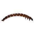 Coleoptera / Tenebrionidae