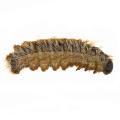 Lepidoptera / Thaumetopoeidae
