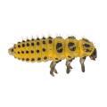 Coleoptera / Coccinellidae