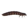 Coleoptera / Tenebrionidae