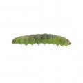 Lepidoptera / Gelechiidae